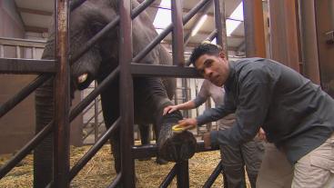 Maurice wast een olifant de voeten