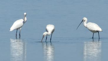 Trekvogels