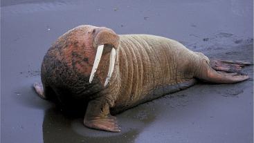 walrus